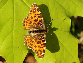 Close-up of Orange Butterfly on Green Leaf