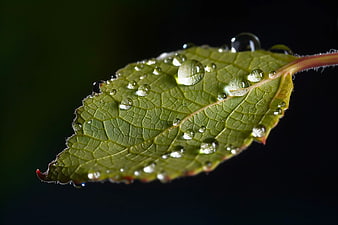Macro photography of green leaf with water droplets