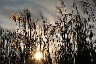 Silhouette of tall grass against golden sunset sky