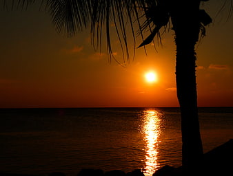 Silhouette of palm tree against vibrant orange sunset over ocean