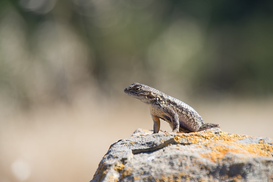 Small Lizard Perched on Lichen-Covered Rock in Nature