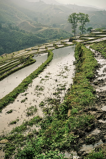 Misty Green Rice Terraces on Mountain Slope