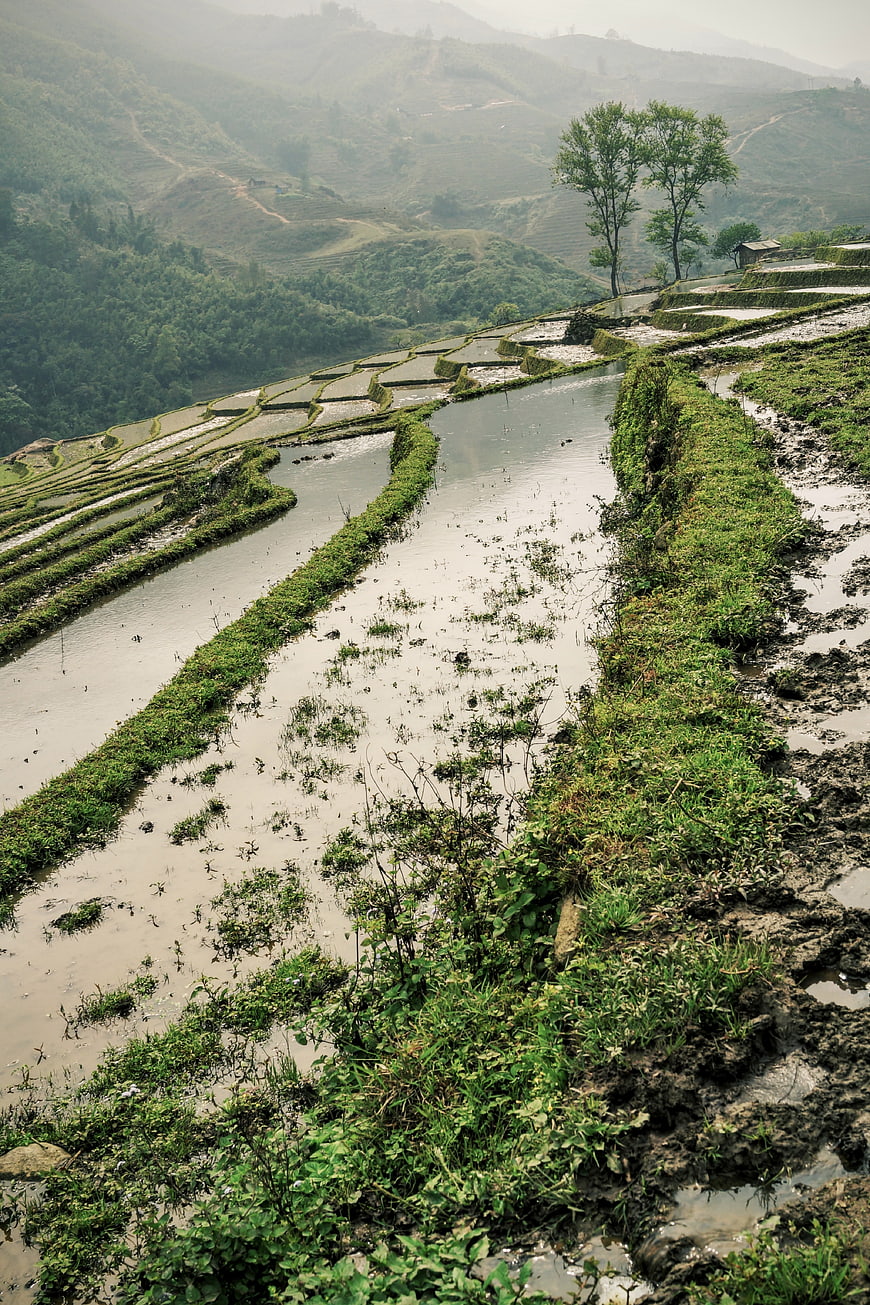 Misty Green Rice Terraces on Mountain Slope