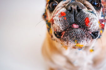 Close-up of a playful dog with colorful paint on its face