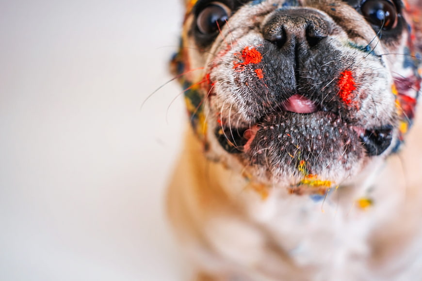 Close-up of a playful dog with colorful paint on its face