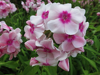 Close-up of pink and white phlox flowers in a garden