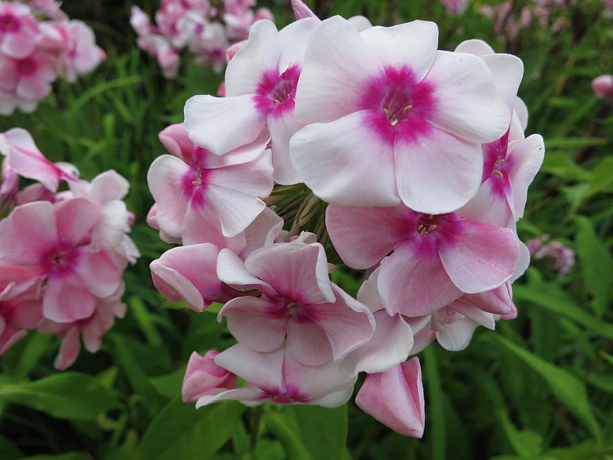 Close-up of pink and white phlox flowers in a garden