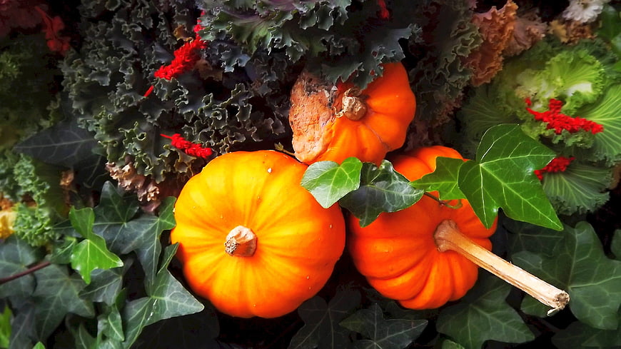 Autumn Harvest: Orange Pumpkins with Kale and Ivy