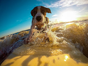 Cute puppy surfing on a wave at sunset