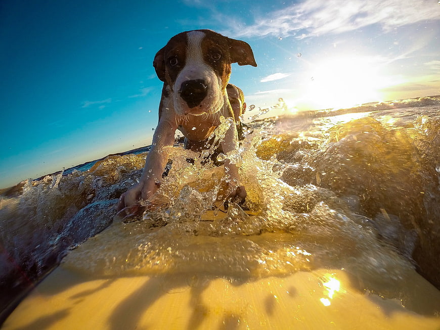 Cute puppy surfing on a wave at sunset