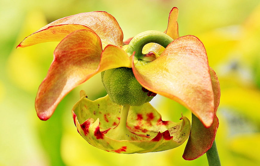 Close-up of Orange and Green Pitcher Plant Flower