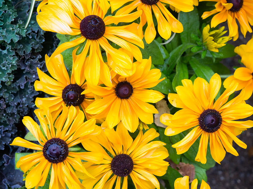 Vibrant Yellow Black-Eyed Susans in a Garden