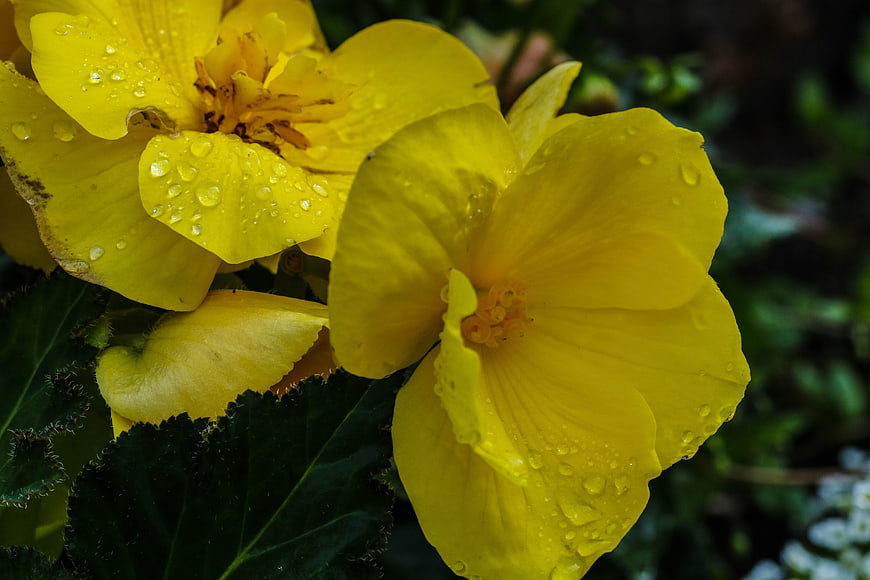 Close-up of vibrant yellow flowers with water droplets