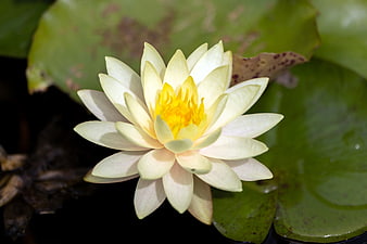 Yellow Water Lily Bloom on Green Lily Pads