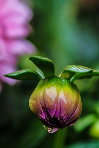 Close-up of a wet pink flower bud with water droplets