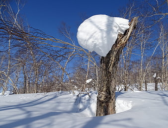 Snow-Capped Birch Stump in Winter Forest Landscape