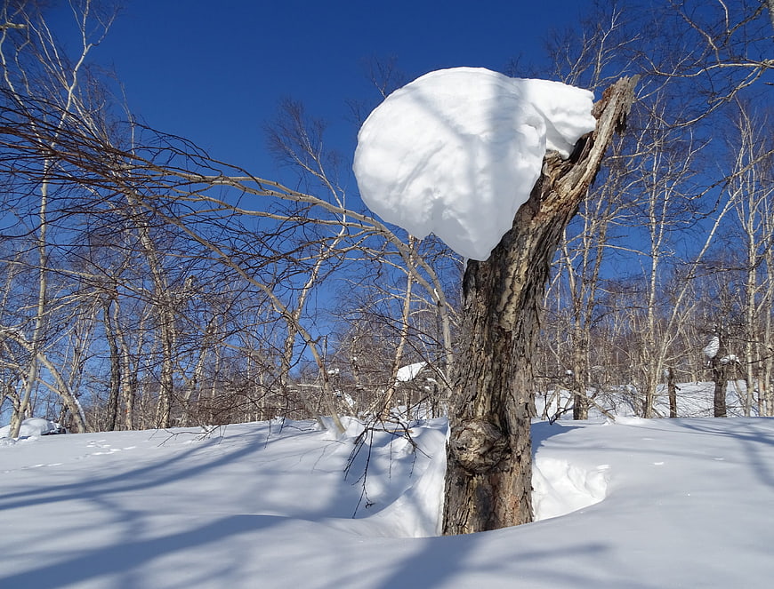 Snow-Capped Birch Stump in Winter Forest Landscape