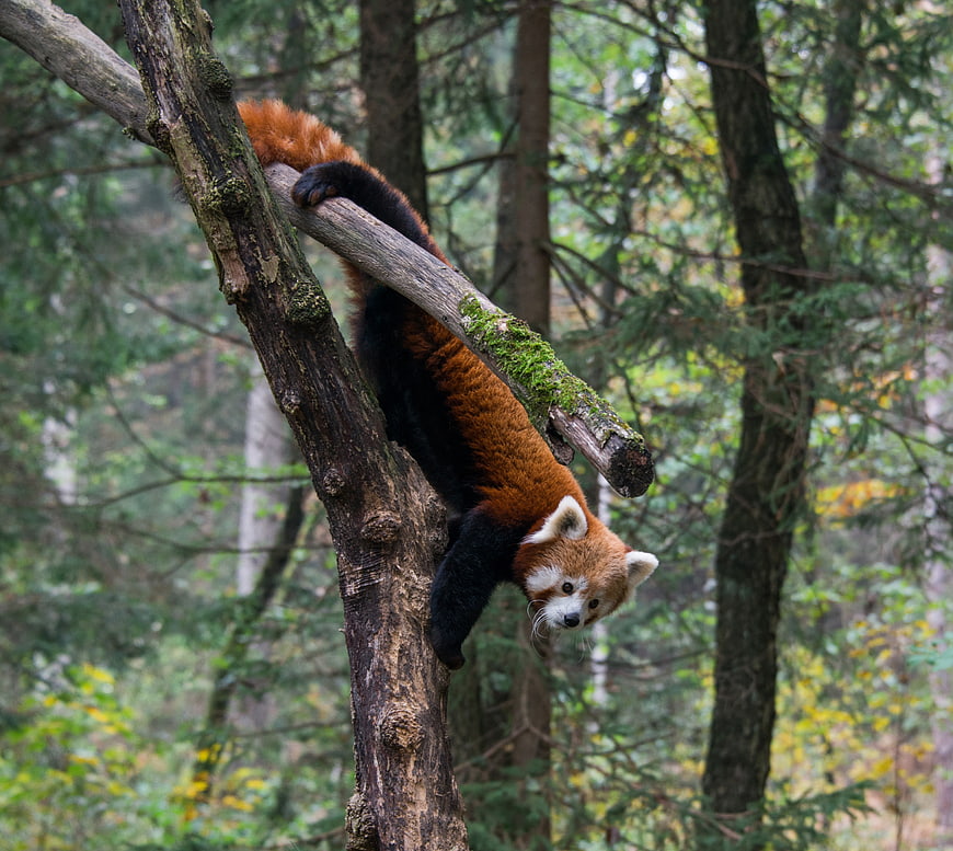 Red Panda Hanging Upside Down from Tree Branch in Forest