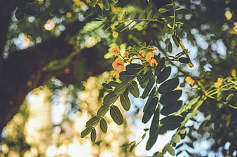 Yellow flowers and green leaves on a tree branch with bokeh background