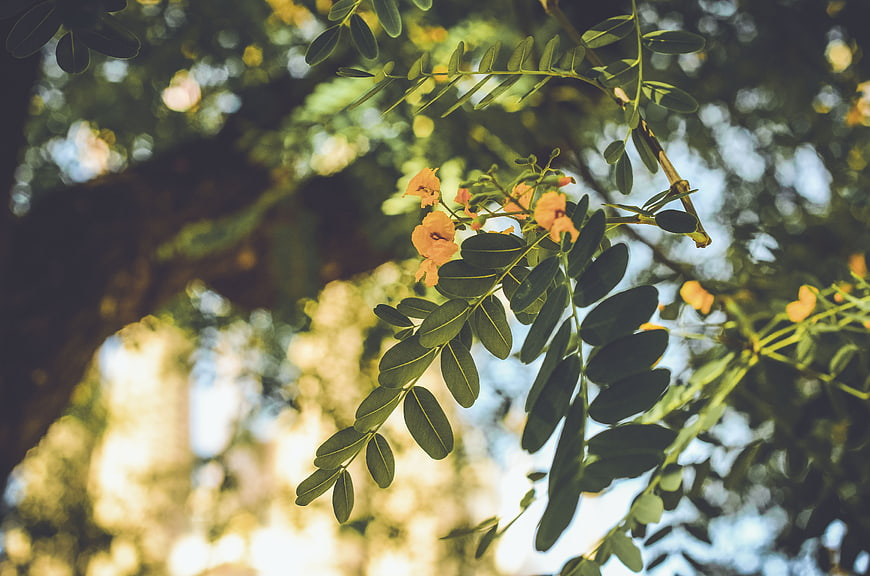 Yellow flowers and green leaves on a tree branch with bokeh background