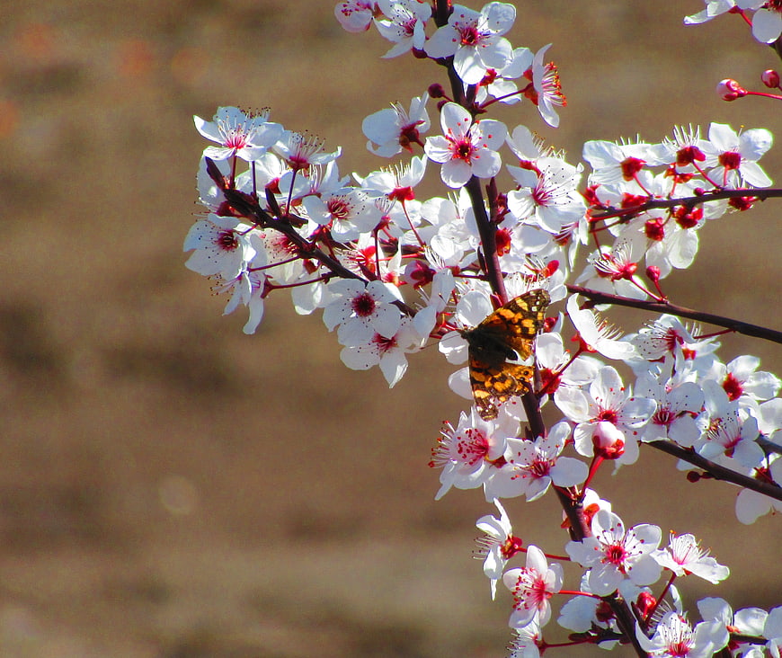 Butterfly on White Cherry Blossoms in Spring