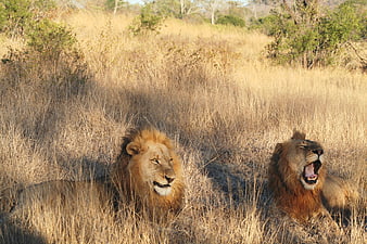 Two male lions resting in dry African savanna grass