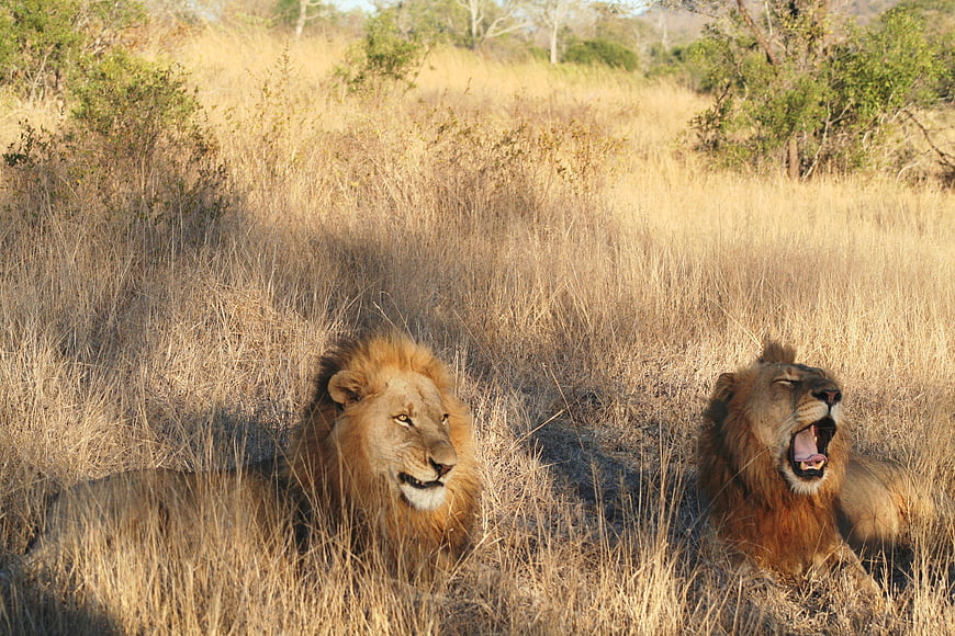 Two male lions resting in dry African savanna grass