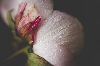 Close-up of a pink peony with water droplets on petals