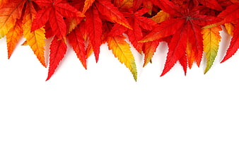 Vibrant Red and Yellow Autumn Leaves Border on White Background