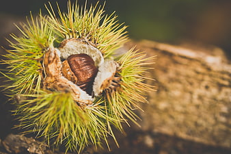 Close-up of a spiky chestnut bur with a brown nut inside
