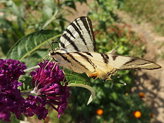 Eastern Tiger Swallowtail Butterfly on Purple Butterfly Bush