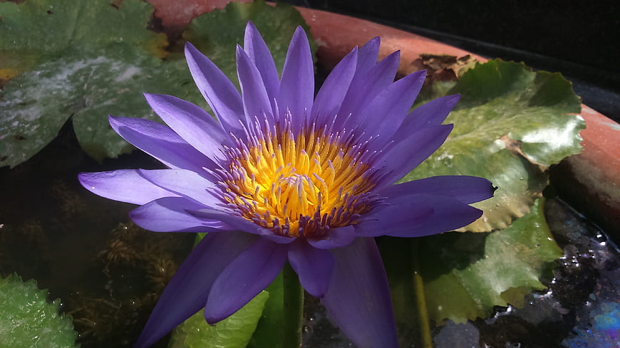 Purple Water Lily with Yellow Center in Pond