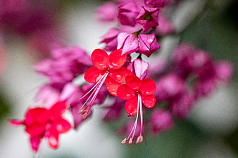 Close-up of vibrant red and pink flowers with water droplets