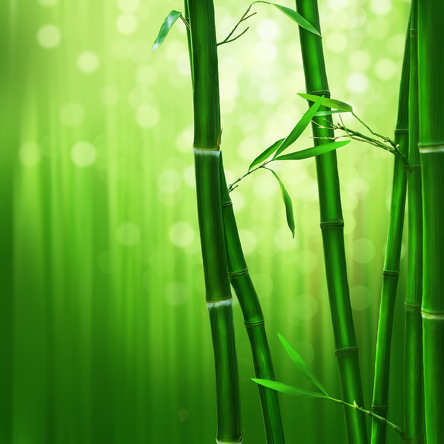 Vibrant Green Bamboo Stalks With Soft Bokeh Background