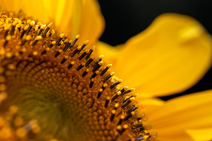 Macro Sunflower Center Detail