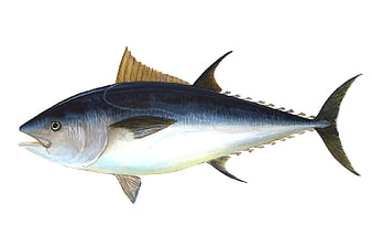 Scientific illustration of a bigeye tuna fish on white background