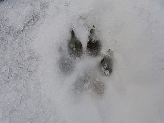 Close-up of animal paw print in fresh white snow