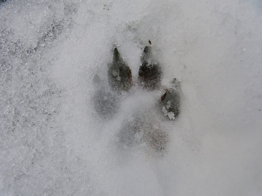 Close-up of animal paw print in fresh white snow