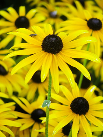 Close-up of Vibrant Yellow Black-Eyed Susan Flower