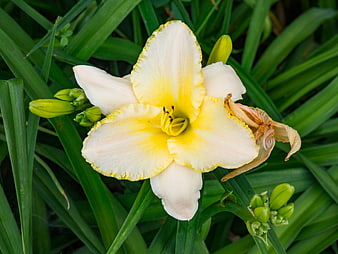 Close-up of a yellow and white daylily flower in bloom
