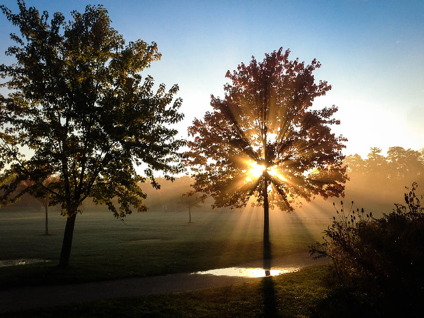 Sun rays through autumn tree in misty park at sunrise