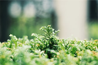 Close-up of green coniferous plant with blurred background