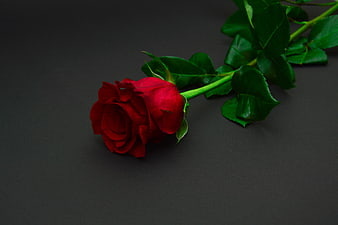 Single Red Rose on Dark Background