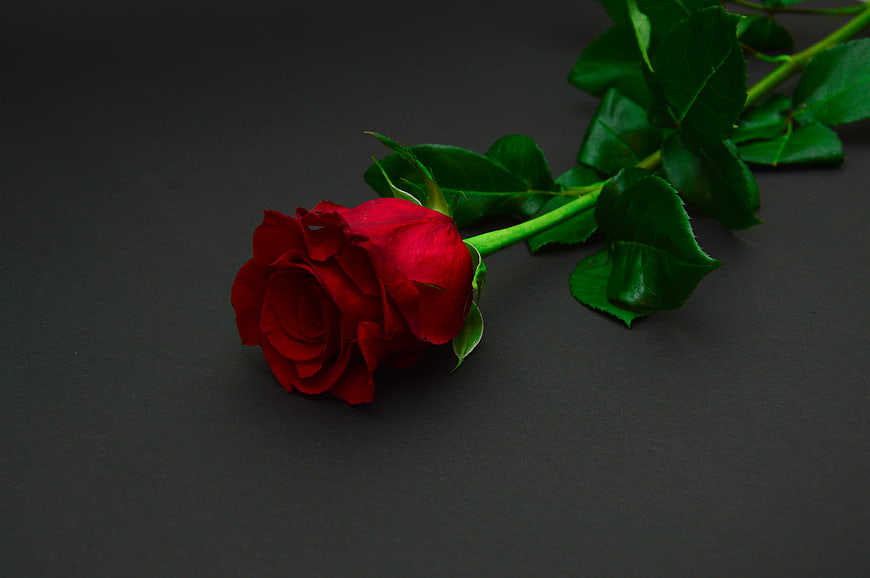 Single Red Rose on Dark Background