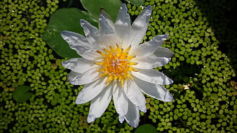 White Water Lily with Yellow Center on Duckweed