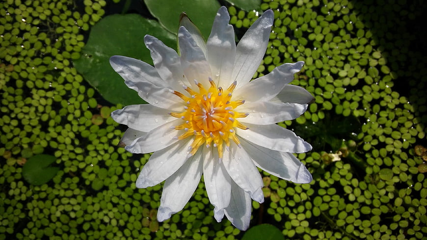 White Water Lily with Yellow Center on Duckweed
