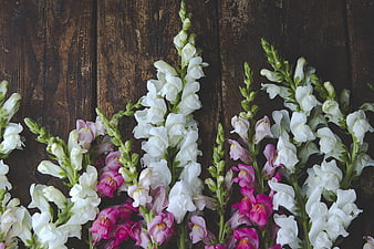White and Pink Snapdragon Flowers on Dark Wood