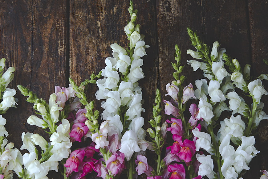 White and Pink Snapdragon Flowers on Dark Wood
