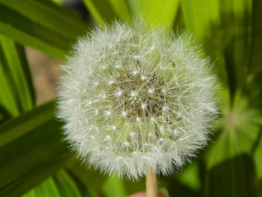 Close-up of a fluffy white dandelion seed head