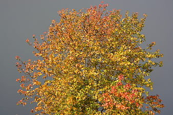 Autumn Tree with Colorful Leaves Against Gray Sky
